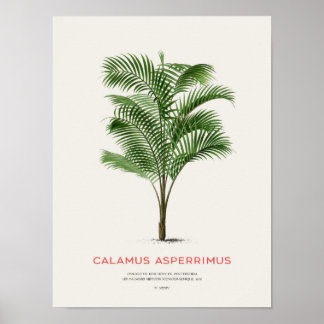 Póster Calamus Asperrimus - Palm Tree