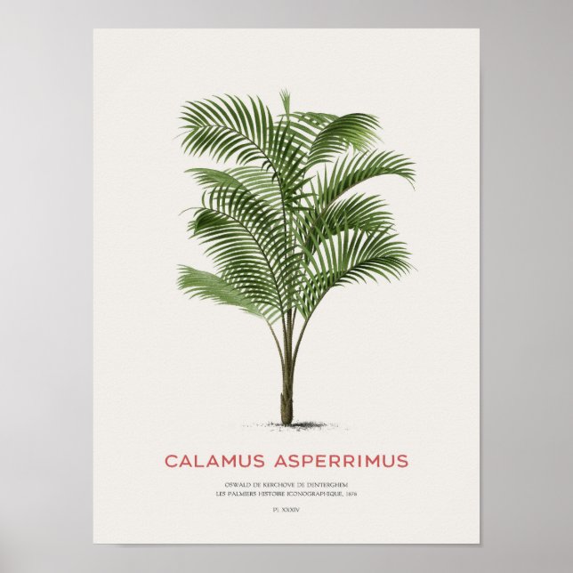 Póster Calamus Asperrimus - Palm Tree (Frente)