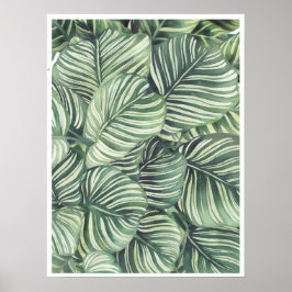 Póster Calathea Orbifolia Agua de dilución