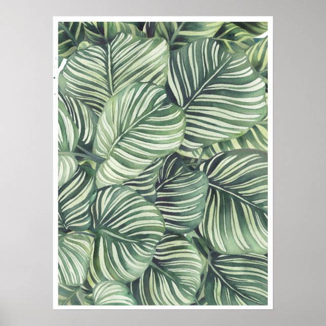 Póster Calathea Orbifolia Agua de dilución (Frente)