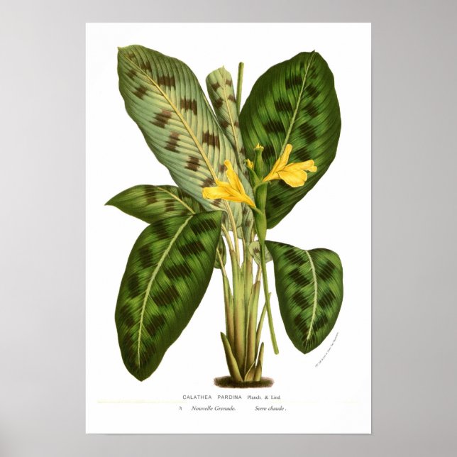 Póster Calathea pardina (Frente)