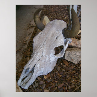 Póster Calavera