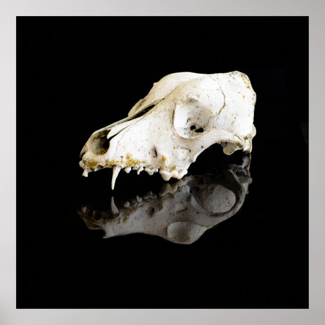 Póster Calavera animal (Frente)