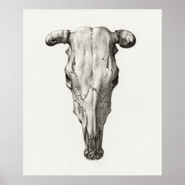 Póster Calavera animal de vintage (Frente)