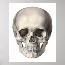 Calavera de anatomía humana vintage, esqueleto de 