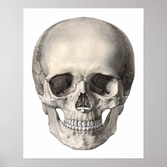 Póster Calavera de anatomía humana vintage, esqueleto de  (Frente)