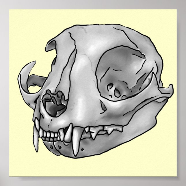 Póster Calavera de gato (Frente)