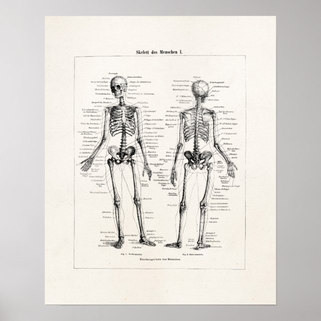 Póster Calavera de huesos óseos de anatomía humana vintag (Frente)
