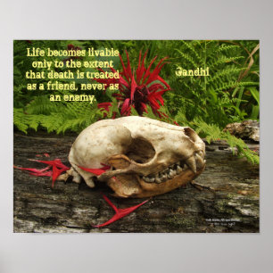Póster Calavera de mapache viejo tronco con helechos y Mo