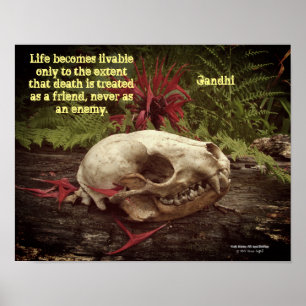 Póster Calavera de mapache viejo tronco con helechos y Mo