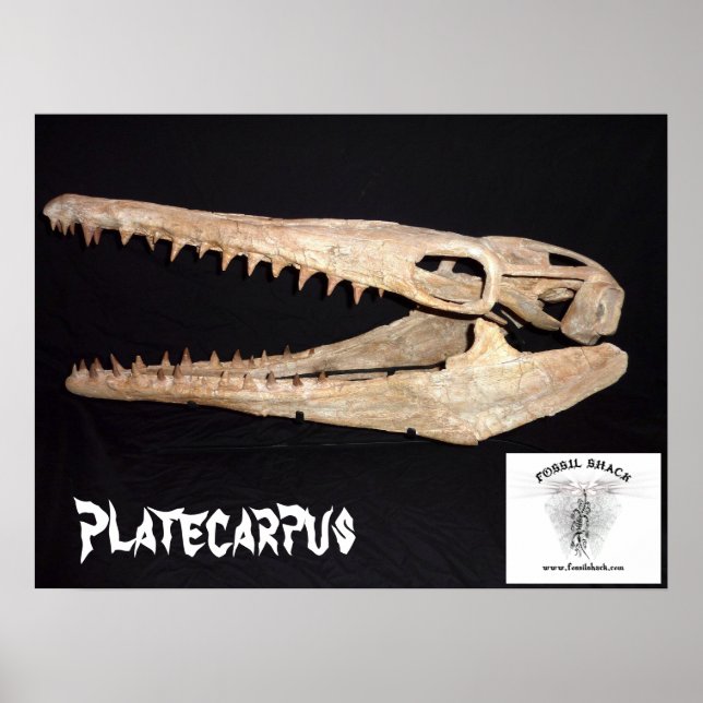 Póster Calavera de Platecarpus Mosasaur (Frente)