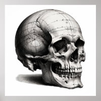 Calavera de precisión anatómica