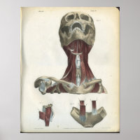 Calavera y músculos de la anatomía del cuello
