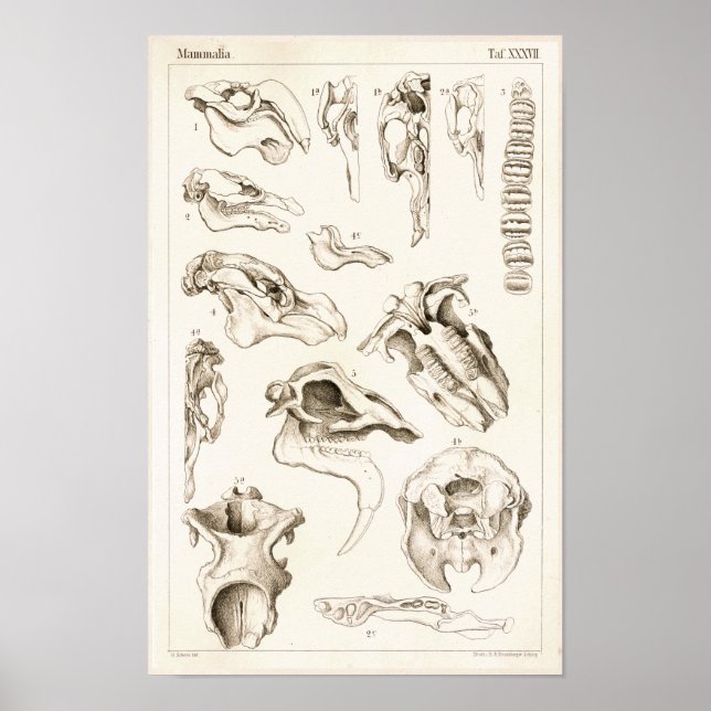 Póster Calaveras de mamíferos Anatomía veterinaria Manate (Frente)
