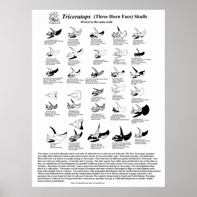 Póster Calaveras de triceratops (Frente)