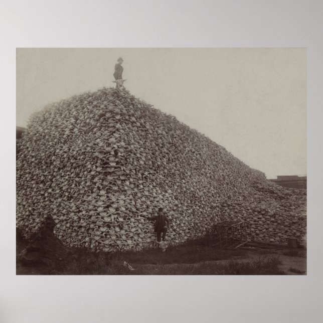 Póster Calaveras de venado norteamericanas para ser terre (Frente)