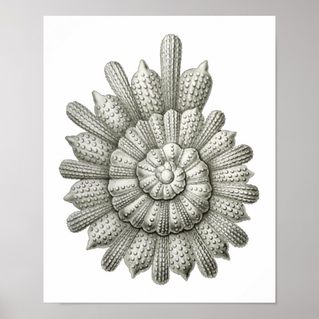 Póster Calcarina clavigera Ernst Haeckel Bella Artes (Frente)