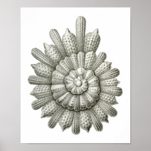 Póster Calcarina clavigera Ernst Haeckel Bella Artes