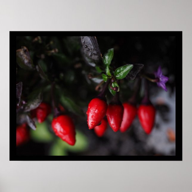 Póster Calderón rojo Salsa Chili Peppers. (Frente)