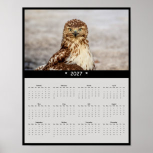 Póster Calendario mural del halcón de cola roja 2027 - Oj