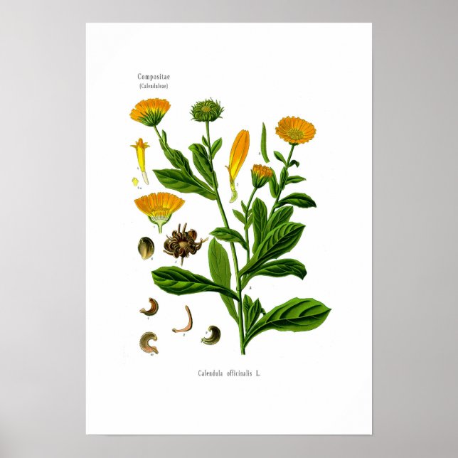 Póster Calendula (Frente)