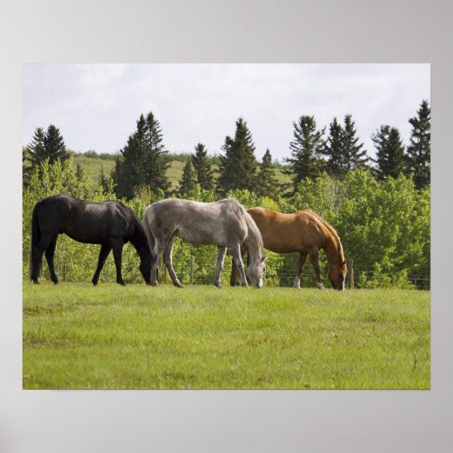 Póster Calgary, Alberta (Canadá) (Frente)