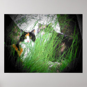 Póster Calico Camo Cats