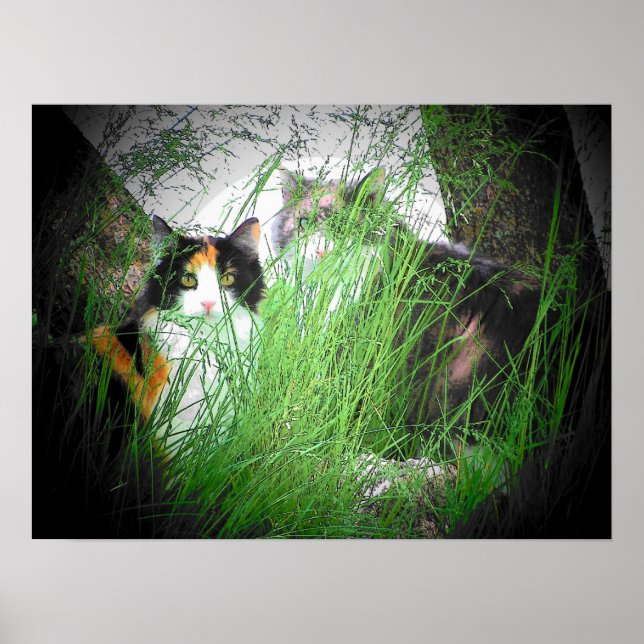 Póster Calico Camo Cats (Frente)