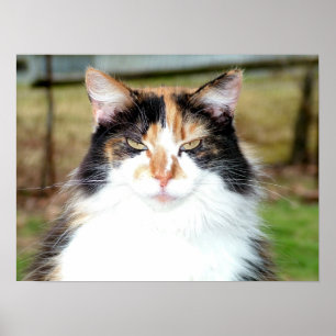 Póster Calico Cat