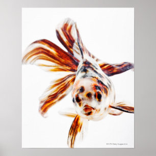 Póster Calico Fantail Comet goldfish (Carassius