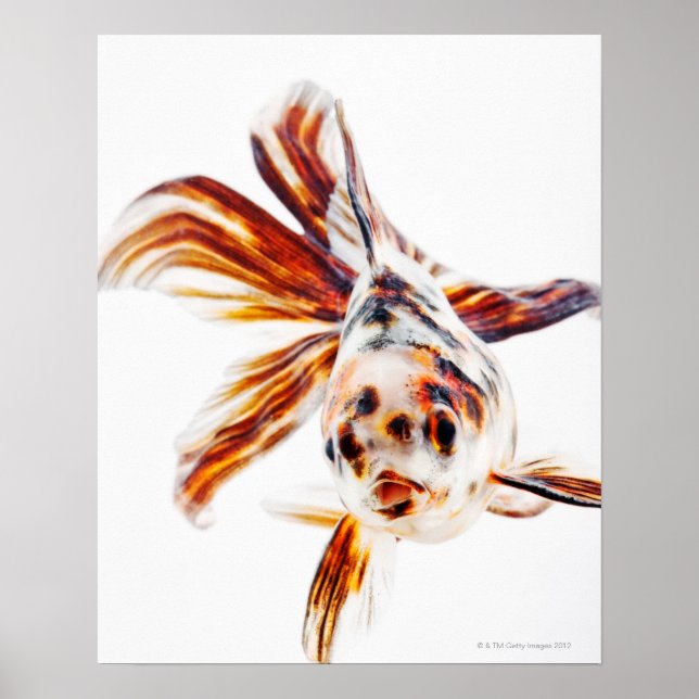 Póster Calico Fantail Comet goldfish (Carassius (Frente)