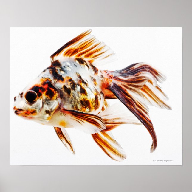 Póster Calico Fantail Comet golfista (Frente)
