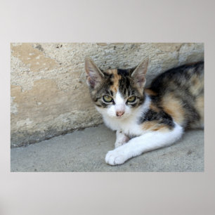 Póster Calico Kitten