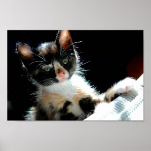 Póster Calico Kitten Poster