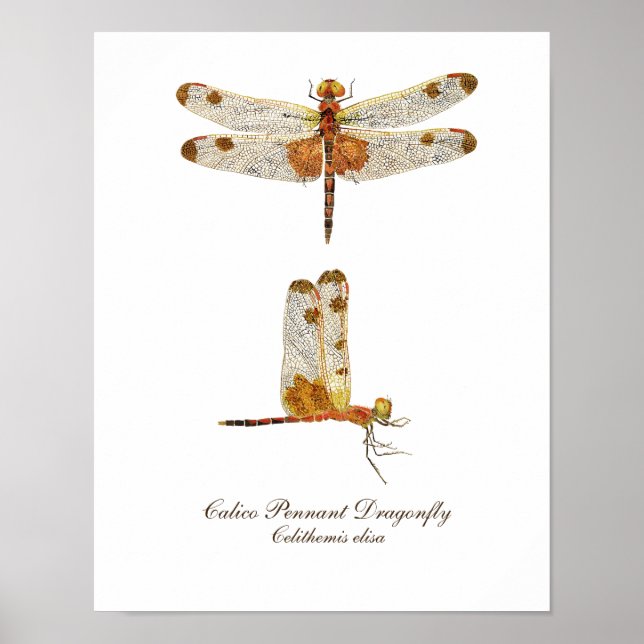 Póster Calico Pennant Dragonfly Art (Frente)