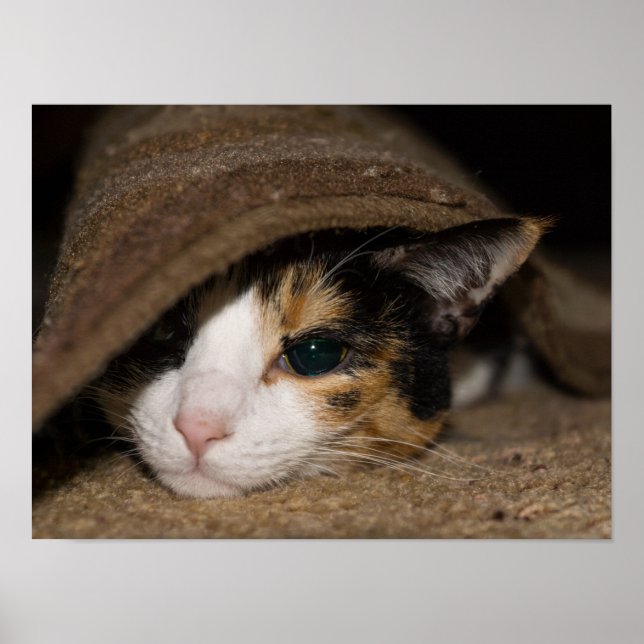 Póster Calico Taco (Frente)