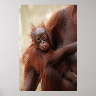 Póster Cálido - El Adorable Bebé Orangutan