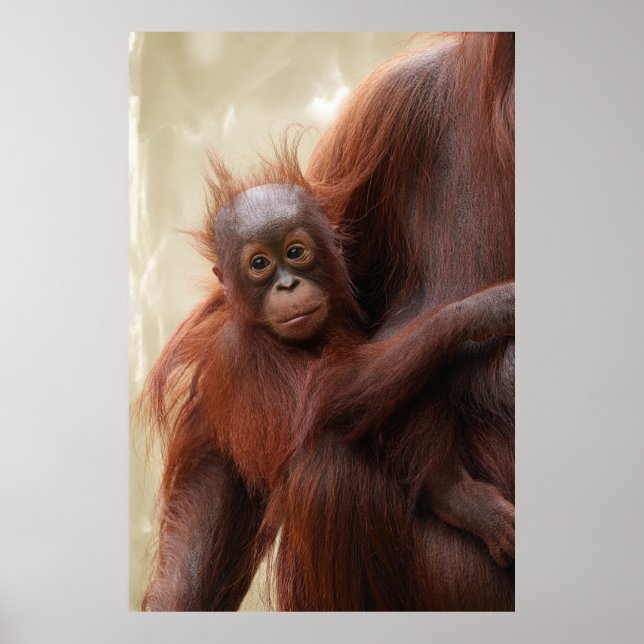 Póster Cálido - El Adorable Bebé Orangutan (Frente)