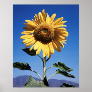 Póster California, A Mammoth Sunflower (Helianthus) 3