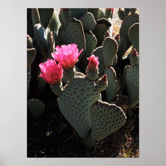 Póster California, Anza Borrego Desert State Park 1 (Frente)