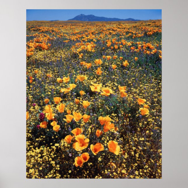 Póster California, Bosque Nacional de Cleveland (Frente)