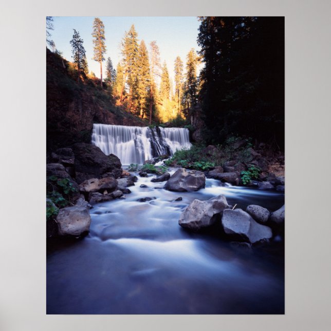 Póster California, Bosque Nacional Shasta-Trinity (Frente)