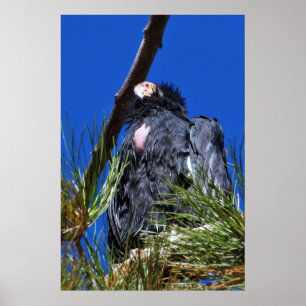 Póster California Condor