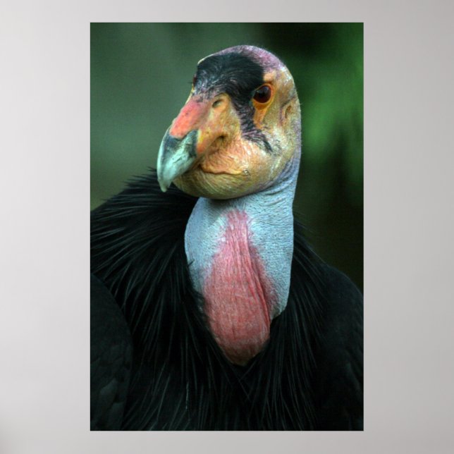 Póster California Condor Poster (Frente)