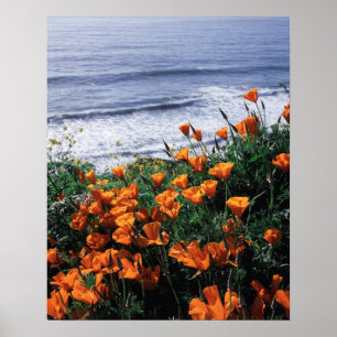 Póster California, Costa de Big Sur, Amapola de Californi