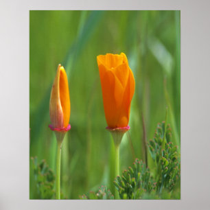 Póster California golden poppies in a green field