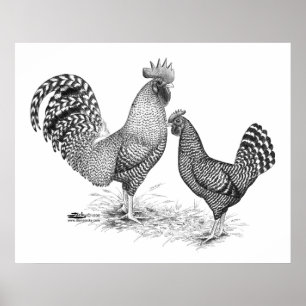 Póster California Grey Rooster y Hen