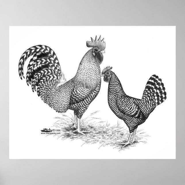 Póster California Grey Rooster y Hen (Frente)
