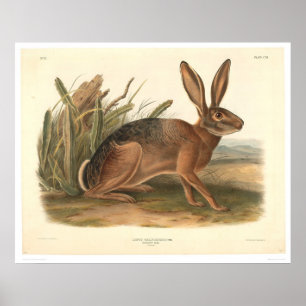 Póster California Hare by Audubon (0177A)