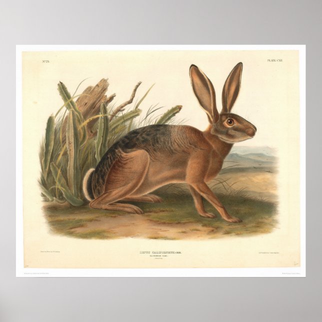 Póster California Hare by Audubon (0177A) (Frente)